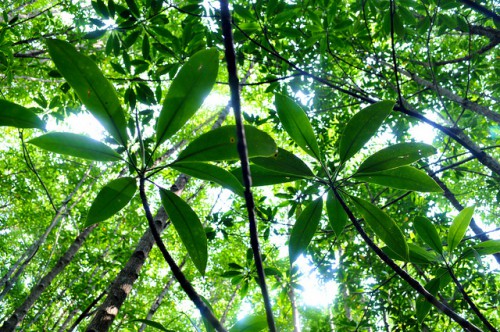 Manglar en Kalimantán occidental en Indonesia. Es necesario fortalecer el flujo de información vinculada con los proyectos de REDD+ para un mejor monitoreo y verificación de la reducción de las emisiones de carbono relacionadas con los bosques, según señala un nuevo informe.