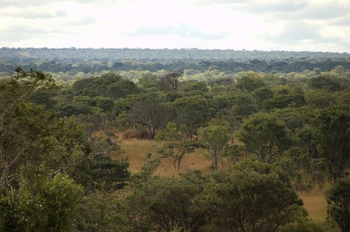The Miombo woodlands in northern Zambia are the site of a number of large-scale biofuel investments, Zambia. Photo by Jeff Walker for Center for International Forestry Research (CIFOR)