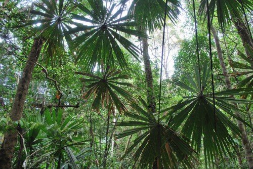 Parque Nacional Berbak, Jambi, Sumatra, Indonesia. El Fondo Verde para el Clima se ha vuelto cada vez más importante para el establecimiento de prioridades de financiamiento para los sectores de uso de la tierra y forestales. James Maiden / Fotografía de CIFOR.