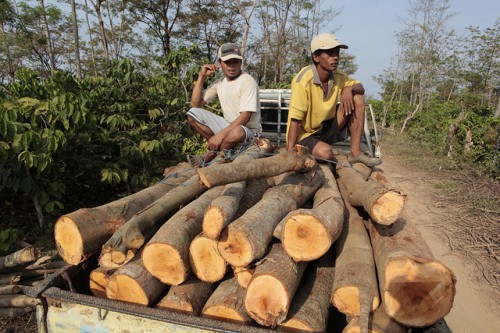 Transporte de troncos a aserraderos en Jepara, Java Central, Indonesia. Entre el 15-30 % de la madera comercializada en mercados mundiales es ilegal, según un informe reciente. Foto Dita Alangkara/CIFOR.