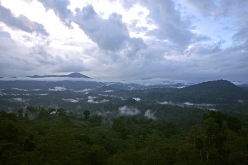 Danum Valley, Kalimantan, Indonesia. Puntos de divergencia y convergencia comienzan a cristalizarse en las negociaciones en curso sobre el clima. Fotografía de CIFOR.