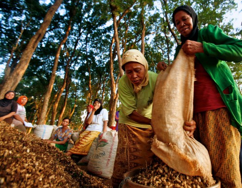 Women in Jepara's teak forest area harvest ground nuts, Central Java, Indonesia, June, 2009.