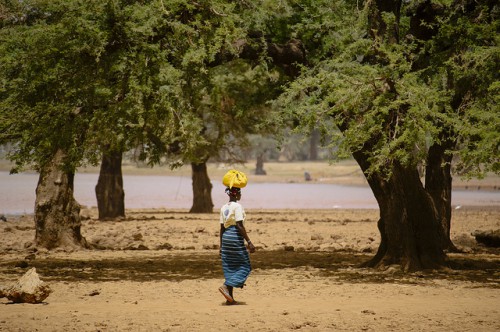Una mujer lleva alimentos a casa cerca del Lago Bam, en Burkina Faso. Estudios de comunidades locales revelaron que cambios en la toma de decisiones relacionada con el cambio climático no llegaron a afectar a toda la comunidad local, pues los migrantes fueron a menudo excluidos de las instituciones. Foto Ollivier Girard/CIFOR.