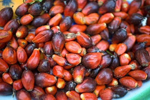 Palm Nuts in the village of Minwoho, Lekié, Center Region, Cameroon. Olliver Girard/CIFOR photo