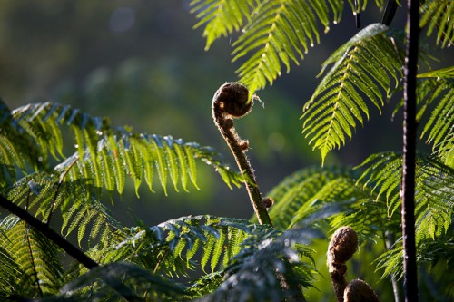 Helechos en el Parque Nacional Gunung Halimun-Salak, Java Occidental, Indonesia. Una encuesta de gestores de fondos para el cambio climático ha encontrado que habría beneficios claros al integrar medidas de adaptación al cambio climático en proyectos de mitigación. Foto: Mokhamad Edliadi/CIFOR.