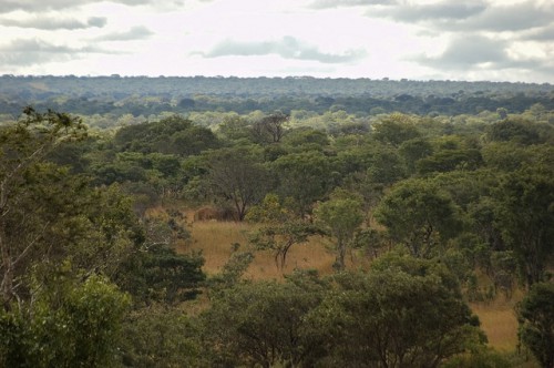 The Miombo woodlands of northern Zambia. Indirect impacts of mining are the largest cause of forest loss in Zambia. Jeff Walker/CIFOR photo