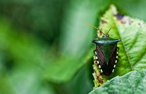 Hutan Amazon menjadi tempat tinggal beragam keragaman hayati di dunia dan menyimpan sejumlah besar karbon – tetapi juga rumah bagi lebih dari 30 juta orang. Klik di sini untuk membaca “Pelajaran dari Amazon,” laporan khusus riset CIFOR untuk membantu hutan dan masyarakat di wilayah tersebut. Marco Simola @CIFOR