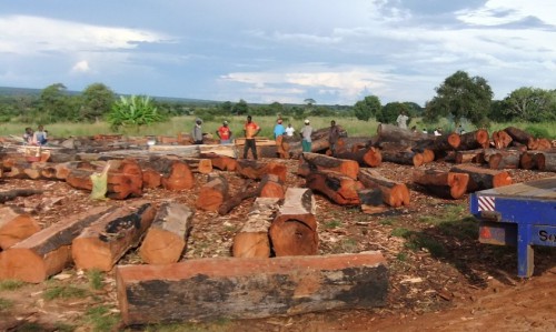 Wood produced by small pitsaw is ready to be sold to mercants from Lusaka%2c near Sesheke district%2c Zambia_by benjamid Schmidt %282%29 (1)