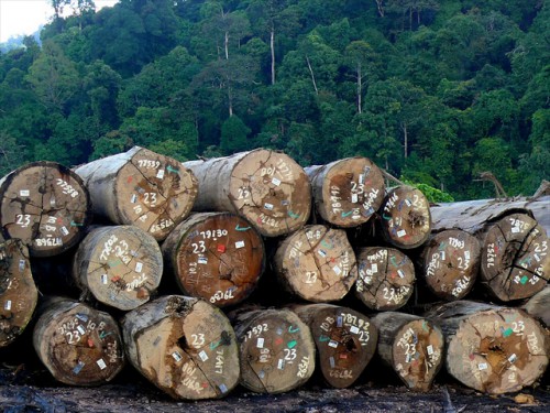 Timber certification is one mechanism for ensuring sustainable forest management. Here are certified timber in a log pond in PT. Sumalindo Lestari Jaya 2, West Kutai district, East Kalimantan, Indonesia. Photo by Michael Padmanaba for Center for International Forestry Research (CIFOR).