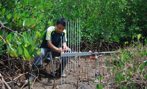 Tabel Ketinggian Permukaan Batang (rSETs) memantau perubahan ketinggian permukaan untuk lebih memahami peran mangrove menghadapi kenaikan permukaan laut. Hanggar Prasetyo/Foto Universitas Udayana