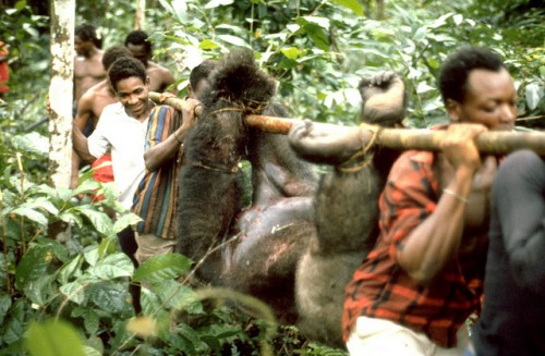 Le commerce de viande de brousse menace les espèces de mammifères en voie de disparition, dont le gorille des plaines occidentales au Cameroun. Edmond Dounias/CIFOR photo