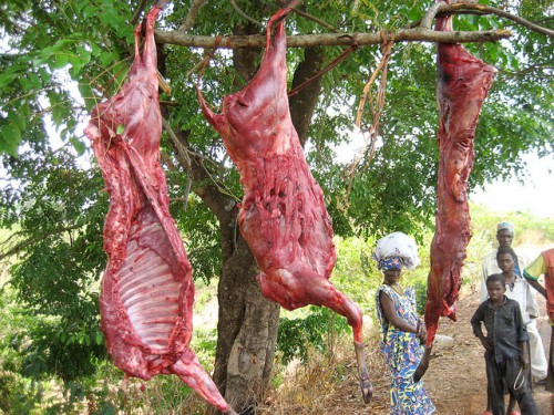 Antilope à vendre en Guinée, Afrique. Des dizaines de millions de personnes en Afrique de l'ouest et centrale se dépendent sur la viande de brousse pour la sécurité alimentaire. Terry Sunderland/CIFOR photo