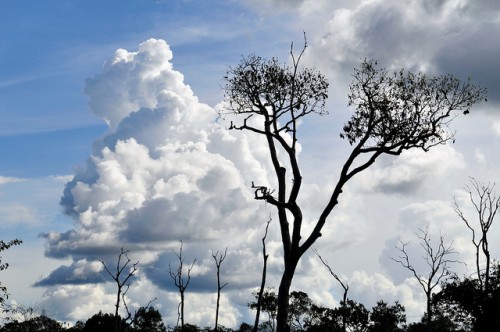 La Amazonia brasileña ha visto cinco fenómenos climatológicos extremos en los últimos 10 años y “es muy poco probable que se deba a una variabilidad natural”, afirma un experto. Fotografía de Neil Palmer / CIFOR.