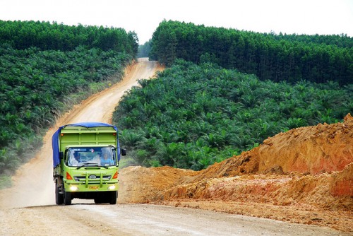 Oil palm plantation in Indonesia. Photo by Ryan Woo