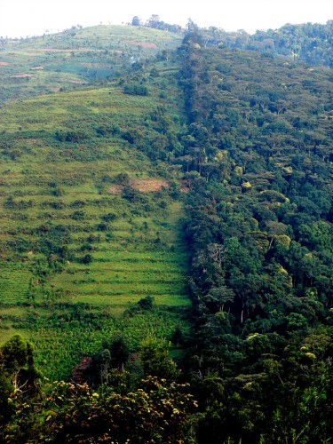 Forest landscape in Uganda. Photo by Douglas Sheil for Center for International Forestry Research (CIFOR).