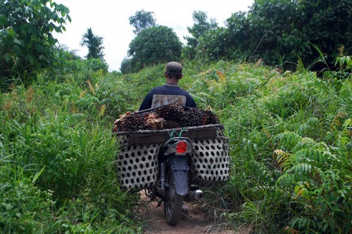 Seorang penduduk desa mengangkut buah kelapa sawit dari perkebunan di Jambi, Indonesia. Suatu pergeseran menuju ekonomi hijau yang menyeimbangkan berbagai sasaran ekonomi dan lingkungan masih jauh, menurut seorang pakar ekonomi. Iddy Farmer/CIFOR photo