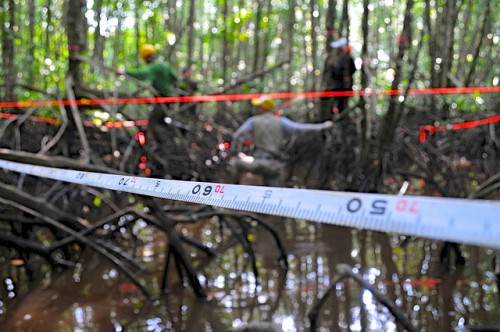 Trabajadores toman medidas en un bosque de manglares en Kubu Raya, Kalimantan Occidental, Indonesia, para evaluar la capacidad de almacenamiento de carbono de los árboles. ¿Pueden los científicos medir también el progreso de las políticas? Foto Kate Evans/CIFOR.