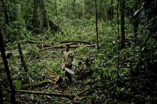 Un poblador kichwa corta un árbol cerca del río Napo, Orellana, Ecuador. Una nueva red de instituciones globales busca estimar cómo se recuperan los bosques después de la tala selectiva. Foto Tomas Munita/CIFOR.
