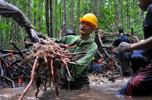 Peneliti mengukur akar mangrove di Indonsia. Menjadi memungkinkan bahwa penebangan selektif dan berkelanjutan pohon mangrove bisa dilakukan sambil menjaga karbon mereka – dan menjaga mereka dari nasib lebih buruk. Klik di sini untuk membaca. Kate Evans/Foto CIFOR
