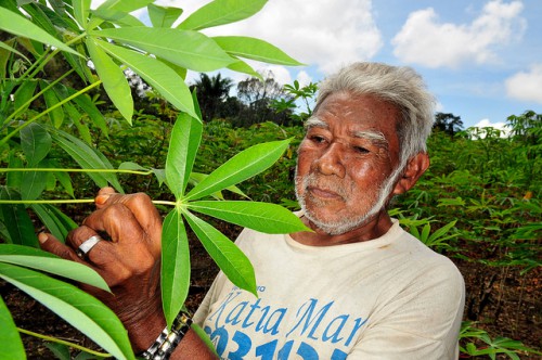 Un agricultor de la Amazonia brasileña examina su cultivo de yuca. Encontrar el justo equilibrio de los instrumentos de política —de los incentivos “zanahoria” a las sanciones “garrote”— sigue siendo un desafío para Brasil. Foto Neil Palmer/CIFOR