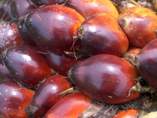 Juara yang tak terkalahkan, buah dari kelapa sawit (Elaeis guineensis), yang terlihat di sini adalah di Indonesia, menghasilkan lebih banyak minyak dibandingkan tanaman lain. Hari Priyadi/CIFOR photo