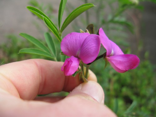 A species of Tephrosia.