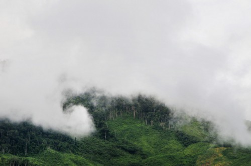 Nubes invaden un bosque de montaña cerca de Caranavi, Bolivia. El futuro de los bosques del país se avizora igualmente difícil de continuar las tendencias agrícolas actuales. Fotografía de Neil Palmer / CIAT.