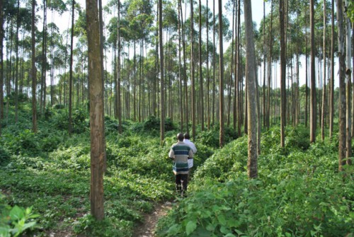 An agroforestry plantation near Virunga National Park. Emilie Smith Dumont/CIFOR photo