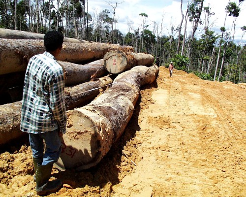 Seorang pekerja memilih kayu di Indonesia. Memverifikasi legalitas kayu akan tetap menjadi tantangan, menurut salah seorang pakar. Agung Prasetyo/foto CIFOR