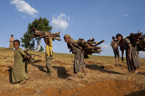 Ethiopian women and children usually spent hours for collecting firewood. A reduction of this hard work is a positive side effect of the “Mirt” stoves in the Kafa Biosphere Reserve. Foto: Bruno D‘Amicis