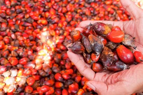 Buah kelapa sawit, Kalimantan Timur, Indonesia. Kelapa sawit bersertifikat dapat membantu memastikan bahwa komoditas berharga ini tidak hadir dengan mengorbankan hutan. Moses Ceaser/CIFOR photo