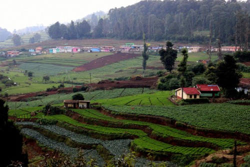Agricutura multicultivo y paisaje forestal en la Reserva de la Biosfera de Nilgiri, Tamil Nadu, India. Se están realizando investigaciones para determinar si es qué y cómo, el enfoque de paisajes se aplica en la vida real. Foto cortesía Deepak Dhyani