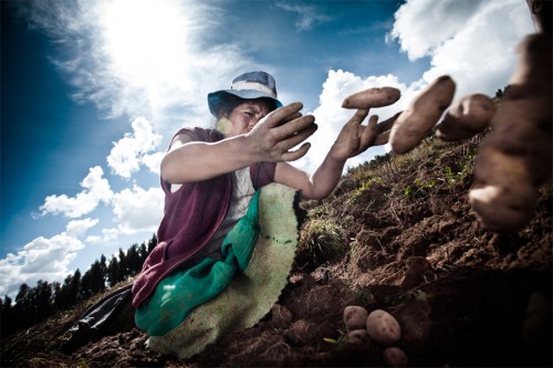 Una mujer recoge papas en Huancayo, Perú. Poco a poco, el calentamiento global ha obligado a los agricultores andinos a sembrar sus cultivos a mayores alturas. Fotografía: Elmer Ayala.