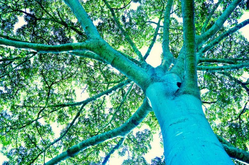 Un árbol de ceiba (Ceiba pentandra) en Mato Grosso, Brasil. Fotografía: Icaro Cooke Vieira / CIFOR.