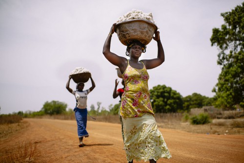 Kaum perempuan mengangkut kapas yang baru dipanen di Burkina Faso. Berbagai model pembangunan yang menggunakan ukuran pertumbuhan atau produktivitas kurang menghargai kontribusi kaum perempuan pada pertumbuhan ekonomi, ujar seorang peneliti. Ollivier Girard/foto CIFOR