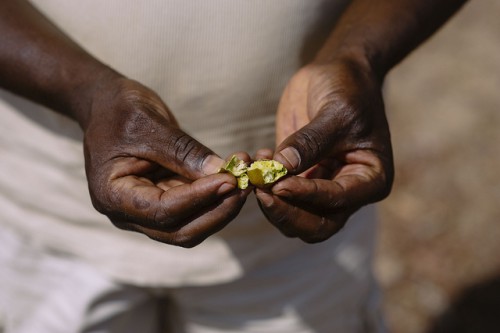 A person shows shea fruit which butter is produced from the shea tree (Vitellaria paradoxa), Bukina Faso Photo by Ollivier Girard for Center for International Forestry Research (CIFOR).A person shows shea fruit which butter is produced from the shea tree (Vitellaria paradoxa), Bukina Faso Photo by Ollivier Girard for Center for International Forestry Research (CIFOR).