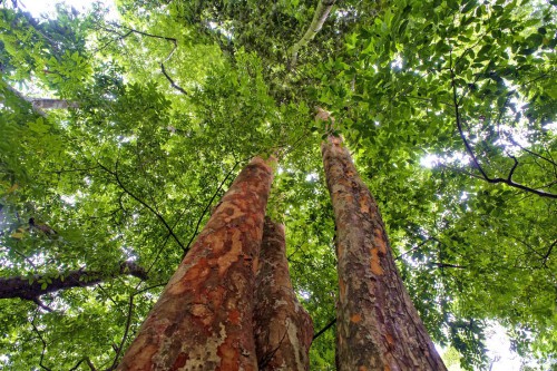 Trees in Kisangani, Democratic Republic of Congo. Ollivier Girard/CIFOR photo