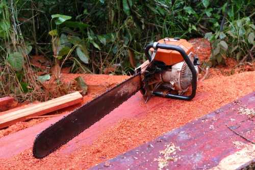 The project Pro-Formal aims to analyze which policy measures could improve the EU-FLEGT chances of success in better integrating the domestic timber markets within the national legal framework. Center for International Forestry Research (CIFOR) scientist Andrew Wardell, Didier Essiane, and Paolo Omar Cerutti conducted research on informal logging in Cameroon. Here a African Padauk (Pterocarpus spp.) has been cut. Andrew Wardell/CIFOR photo