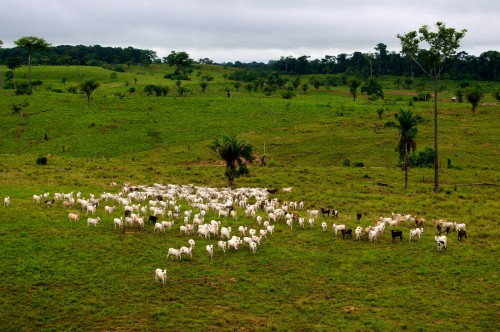 Paisaje cerca de Rio Branco, Acre, Brasil. La ganadería es uno de los mayores causantes de la deforestación en este país. Fotografía: Kate Evans/CIFOR