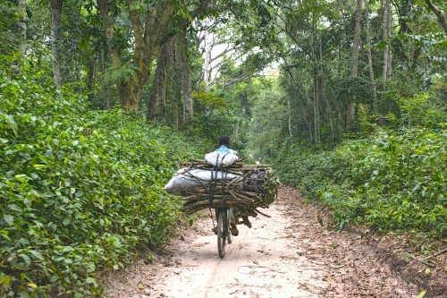 Kisangani, Democratic Republic of Congo. Ollivier Girard/CIFOR photo