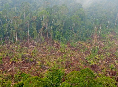 Deforestación en Riau, Sumatra, Indonesia. Aulia Erlangga/ Fotografía de CIFOR