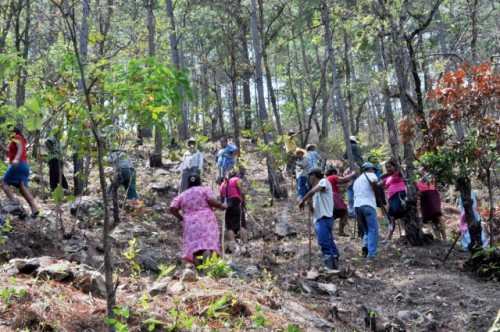 Bosque de la comunidad El Rodeo. Foto Herbert Reyes.