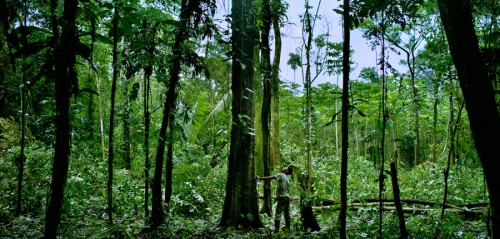 ¿Qué es? y ¿a quién se paga el derecho sobre el carbono que captura la biomasa en un territorio boscoso? Foto: Tomas Munita