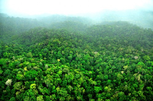 Bosque de Surinam que formaría parte del corredor de conservación indígena. Foto Trond Larsen, gracias a Conservación Internacional.