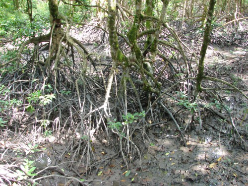 A mangrove forest.