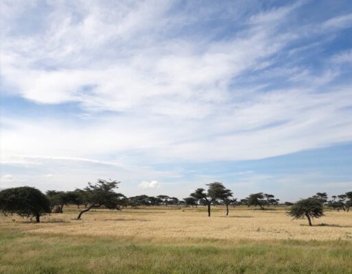 Scattered trees across an agricultural landscape in Ethiopia, illustrating agroforestry practices integrated into farmland.
