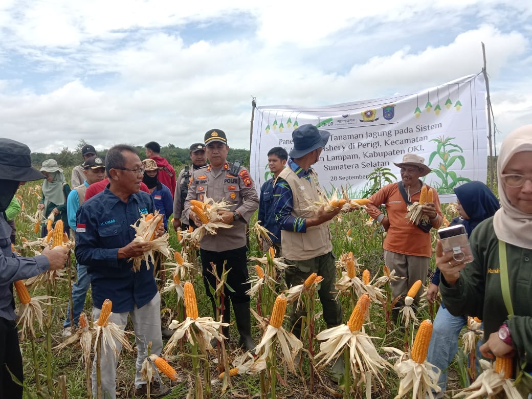 Group of farmers, researchers and local officials standing among ripened corn plants during a harvest event on peatland in Perigi village, South Sumatra.