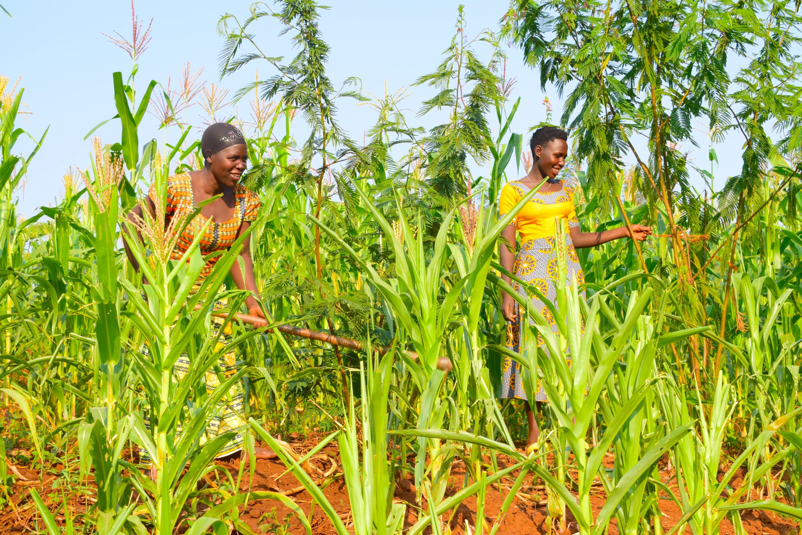 Healthy crops growing in dry conditions using climate-resilient varieties.