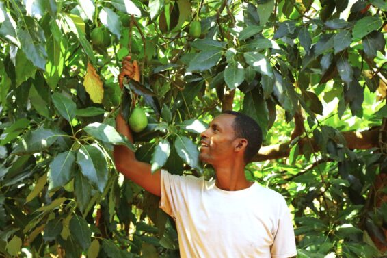 Farmer Kelil Beshah stands among young grafted avocado trees on his farm in Oromia, Ethiopia