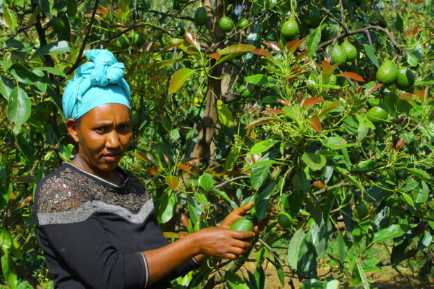A woman farmer holding a ripe avocado on a fruit-laden tree, showing the integration of grafted avocado into smallholder agroforestry systems in Ethiopia.